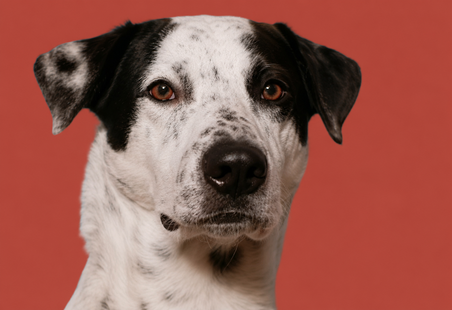 doggy__redbg