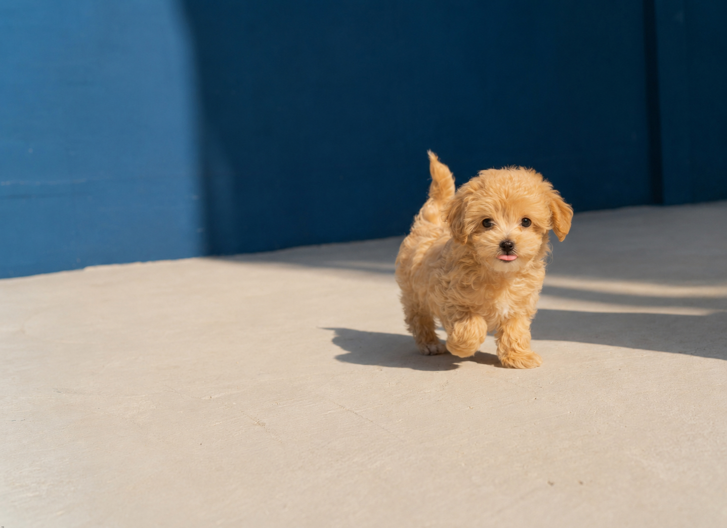 hero__puppy