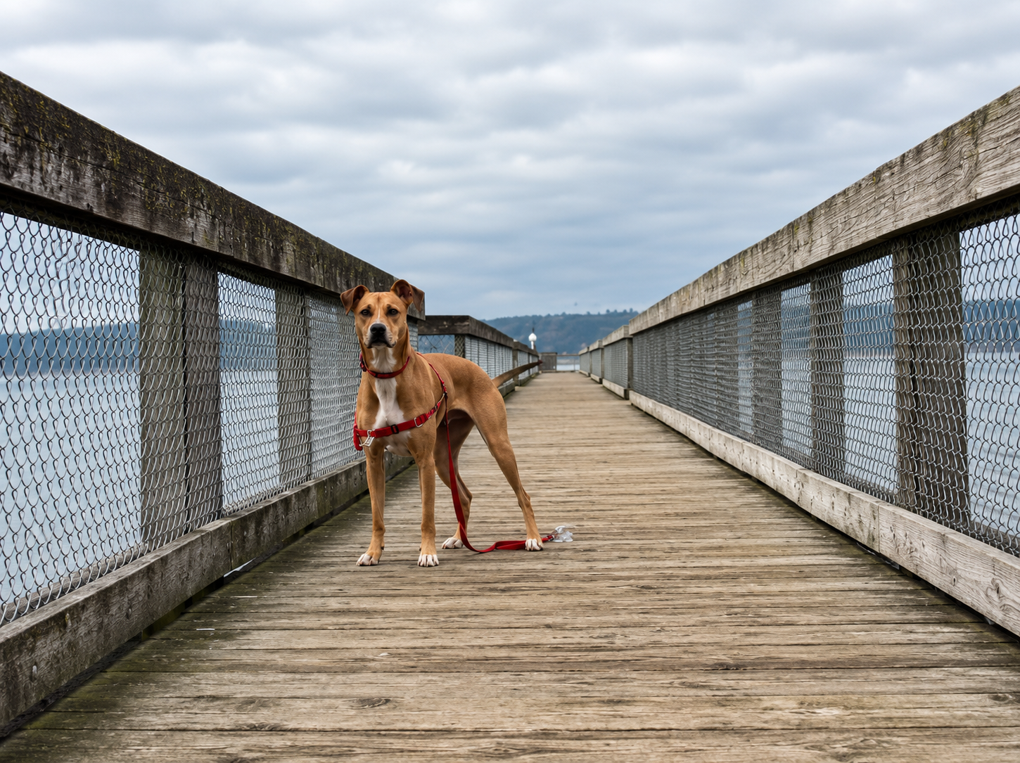 testimonial